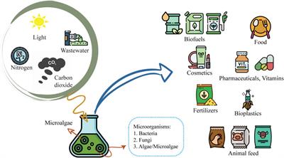 Microalgal co-cultivation -recent methods, trends in omic-studies, applications, and future challenges